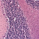 Laboratory Biological Microscope
