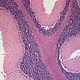 Laboratory Biological Microscope